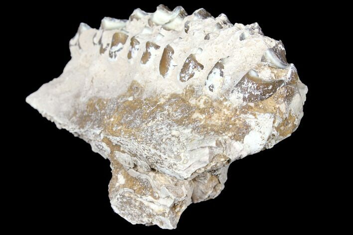 Unprepared, Oreodont (Merycoidodon) Jaw Section - South Dakota #128130